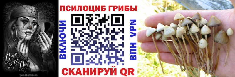 blacksprut зеркало  Каменногорск  Псилоцибиновые грибы мицелий  как найти  